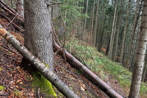 Посадовець лісгоспу організував незаконну вирубку дерев у Нацпарку на Буковині 