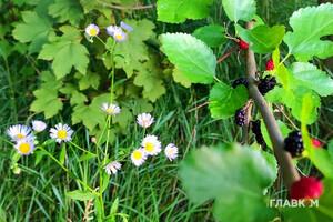 Мінлива хмарність, без опадів: прогноз погоди на 21 червня