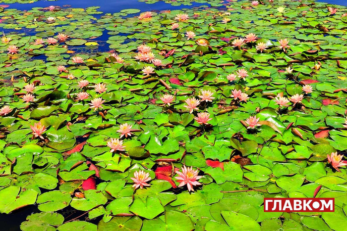 На озері в Києві розквітли водяні лілії (фото) 