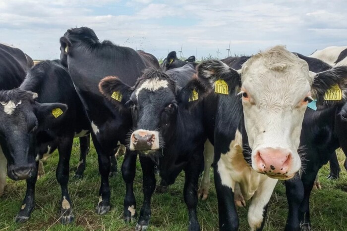 По 100 євро на рік: корови у Данії «платитимуть» новий податок