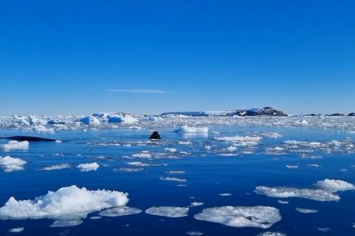 Українські полярники опублікували відео, як кити «шпигують» в Антарктиці
