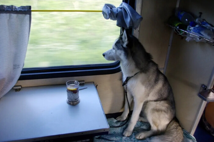 «Укрзалізниця» оновлює правила перевезення тварин у потягах: що зміниться