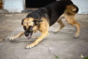 На Київщині виявлено собаку зі сказом