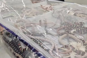 Віз у штанях понад 100 живих змій: у Китаї чоловіка впіймали на контрабанді