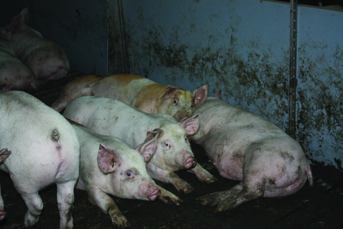 На Вінниччині зафіксовано випадки африканської чуми свиней