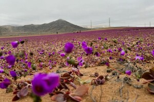 Одна з найсухіших пустель світу несподівано розквітла (відео)