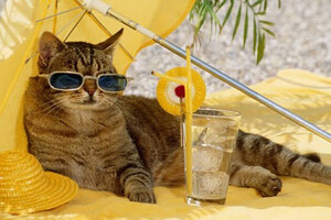 Ні в якому разі не залишайте тварин у закритому автомобілі