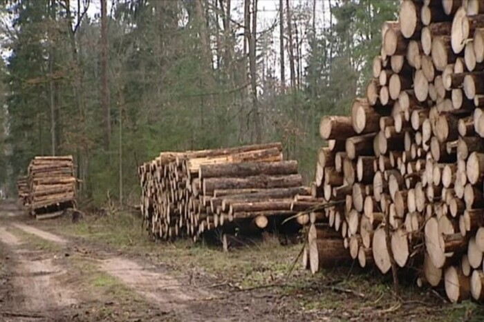 Сусіди по ЄС активно скуповують деревину у Польщі – ЗМІ