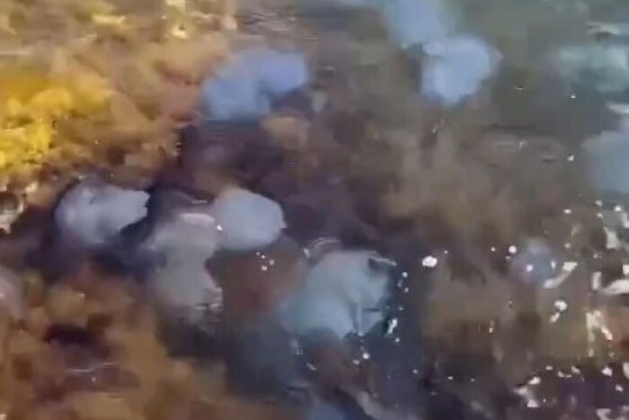 Чорне море в окупованому Криму заполонили медузи (відео)
