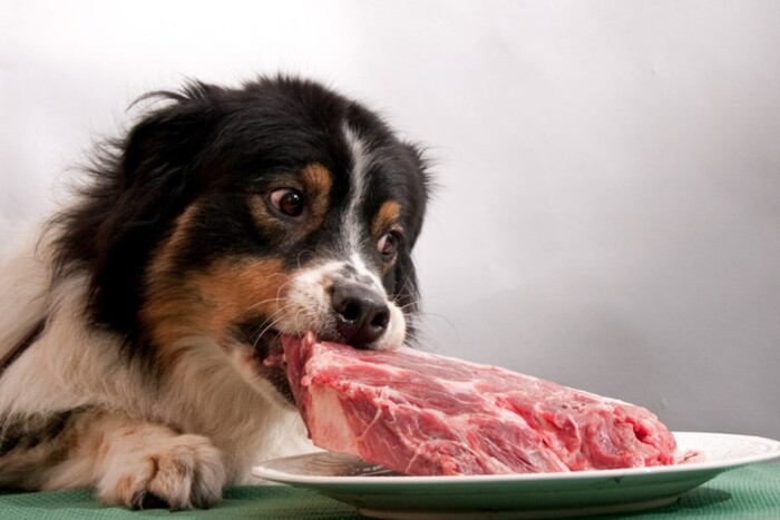 Британія першою у Європі вводить штучне м'ясо до раціону домашніх улюбленців