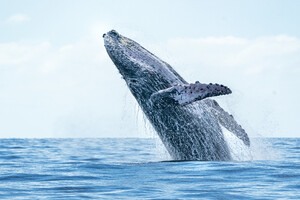 Сьогодні святкують Всесвітній день китів і дельфінів