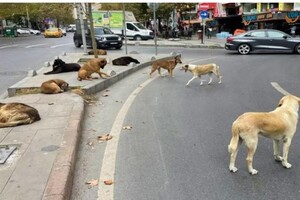 Засилля вуличних собак стало проблемою для Туреччини
