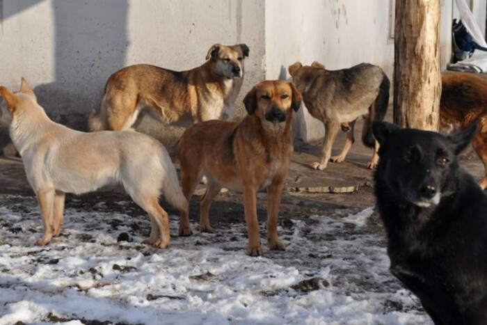 В Одесі застрелили двох вуличних собак: відкрито кримінальне провадження