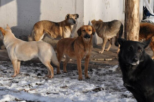 В Одесі застрелили двох вуличних собак: відкрито кримінальне провадження