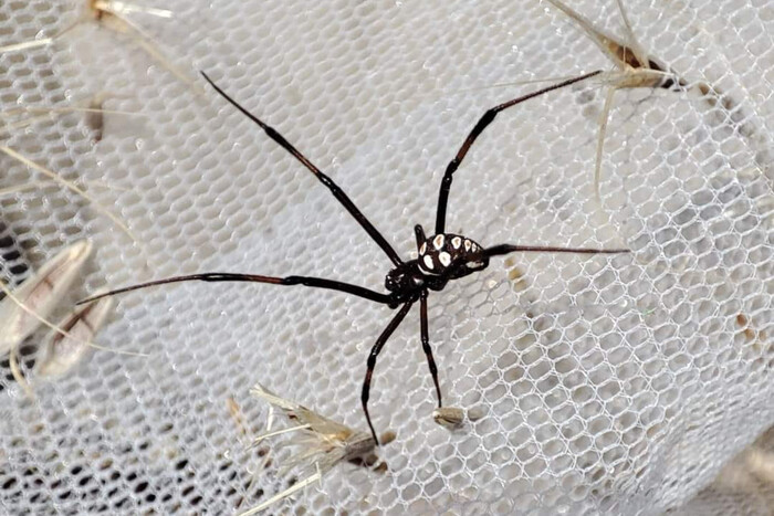 Отруйні павуки активізувалися в Україні: що робити у випадку укусу