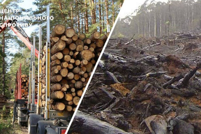 Росія масово вирубує ліси в окупованій Донецькій області