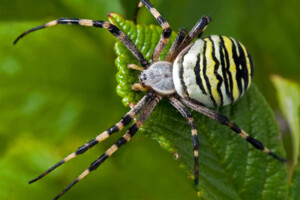 Росіяни розганяють фейки про нашестя павуків в Україні: МОЗ спростовує