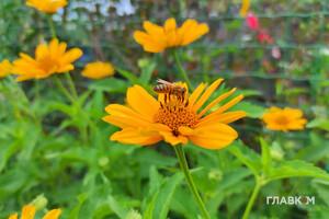 Мінлива хмарність, до 30° тепла: прогноз погоди на 2 серпня