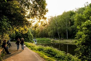 У Києві виявили небезпечну вузькозлатку ясеневу смарагдову