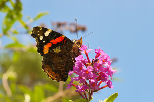 Ясна погода – до погожої осені і теплої зими