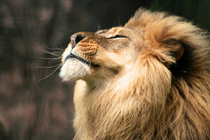 Сьогодні святкують Всесвітній день Лева