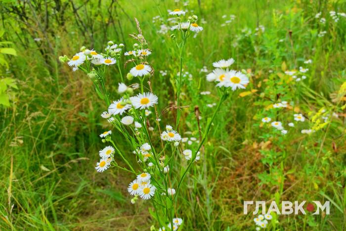 Мінлива хмарність, 27° тепла: прогноз погоди на 14 серпня