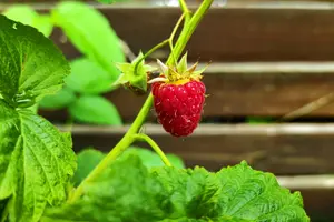 Мінлива хмарність, 29° тепла: прогноз погоди на 16 серпня