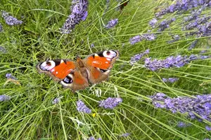 Дощ на заході та сильна спека на півдні: прогноз погоди на 17 серпня