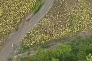 Прикордонники знайшли ухилянтів у соняхах