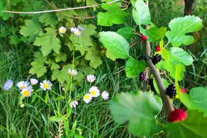 Без опадів, до 31° тепла: прогноз погоди на 31 серпня