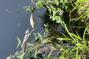 Отруєна вода з Сейму наближається до Чернігова: влада попередила про небезпеку