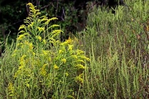 Амброзія полинолиста є інвазивним видом і вважається небезпечною через свою здатність викликати сильні алергічні реакції у людей