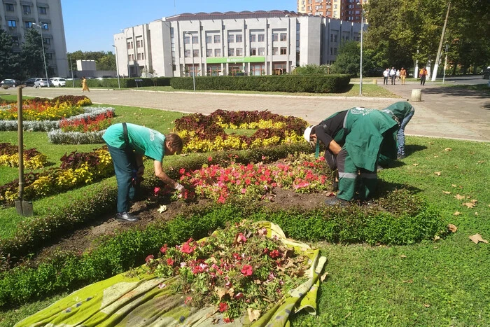 П'ять тисяч кущів хризантем прикрасять Одесу цієї осені (фото)