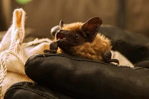 Якщо ж ви боїтеся нашкодити тваринам, то зверніться до спеціалістів із порятунку диких тварин