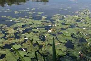 За даними «Київводоканалу» та оцінками науковців, очисні споруди столиці повинні впоратися із забрудненням 