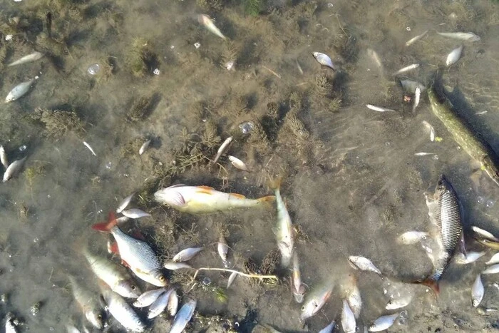 У річці Сейм зафіксовано повторне забруднення води