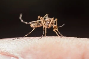 Гарячка Західного Нілу шириться Україною