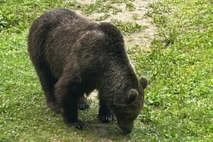 Прикордонники показали, як біля Тиси прогулюється гість із Румунії