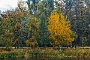 Бабине літо триває: прогноз погоди на 11 жовтня 