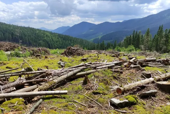 Площа шести міст України. Стало відомо, скільки га дерев вирубано в Карпатах