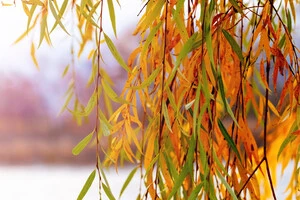 Верба жовта, листя скидає – зима прийде рано