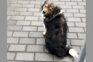 Відео з собакою довело багатьох користувачів до сліз, люди були вражені такою історією