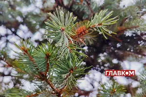 31 грудня температура вночі від 2° тепла до 3° морозу