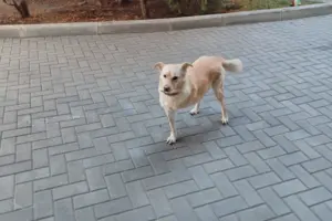 Після розголосу собаку повернули додому