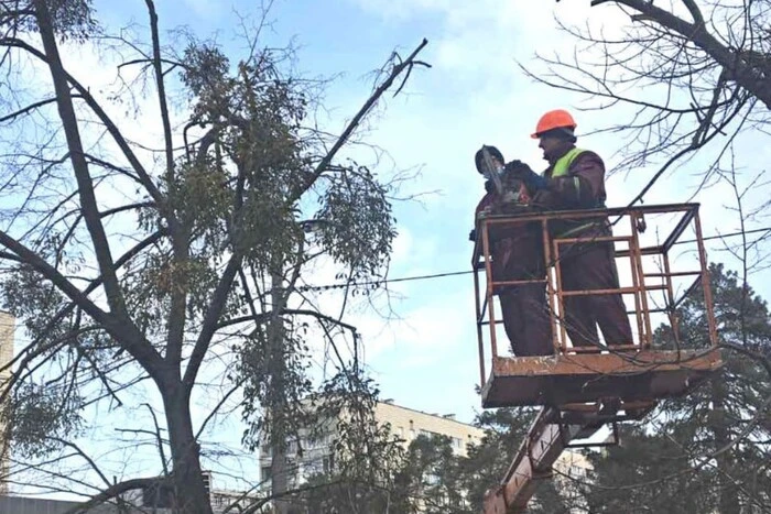 «Київзеленбуд» врятував майже 7 тис. дерев від небезпечного паразита