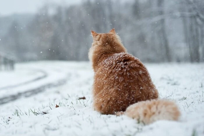 Холодно та мокро: прогноз погоди на 24 січня