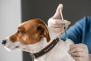 Вакцинація проводитиме 27 січня з 14.00 до 16.00 год. у Білій Церкві за адресою: вул. Коновальця, 29.