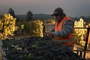 Депортація посилить кризу у виноробній галузі та нестачу робочої сили у США