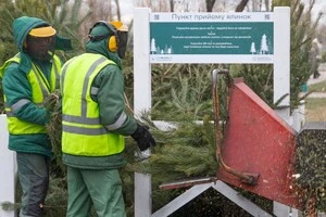 У лідерах за кількістю принесених до пунктів ялинок і сосен – Дарницький, Дніпровський та Святошинський райони столиці