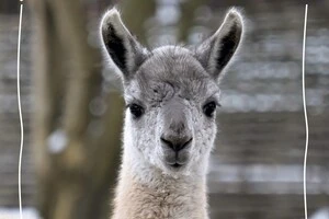 Поповнення у Київському зоопарку: народився малюк гуанако (фото)